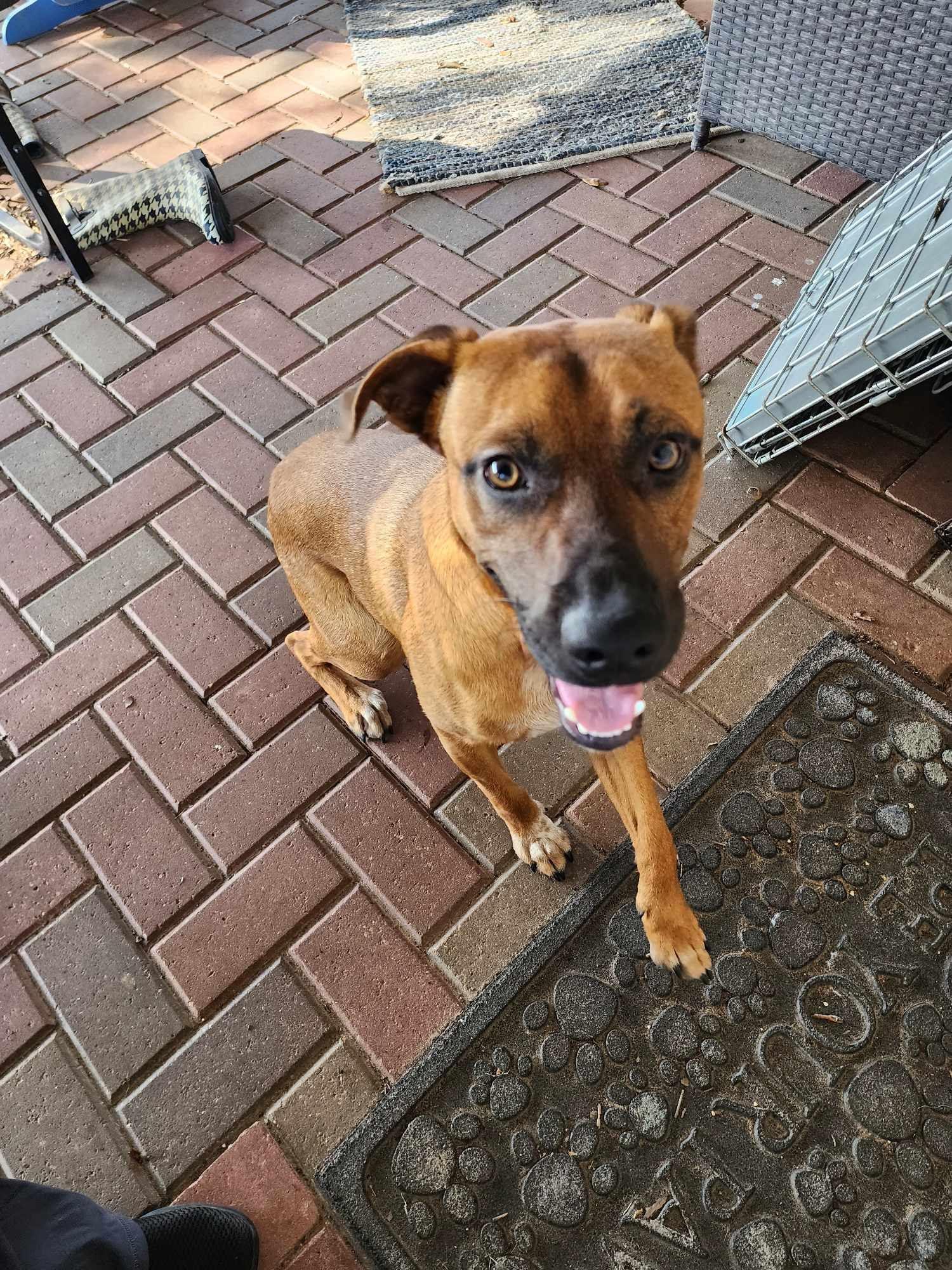 Clavo, a Adoptable mixed breed in PEARLAND, TX image 4/6