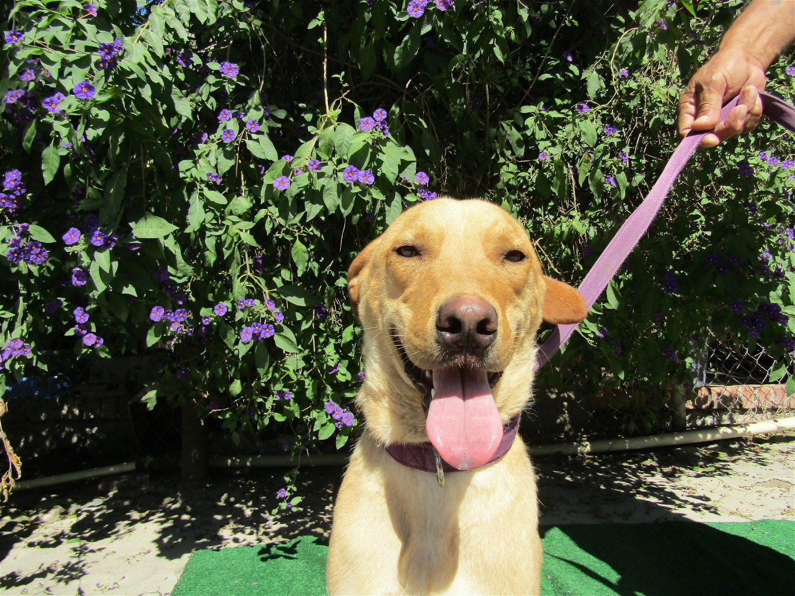 Enlarge Stellaq, a Adoptable Golden Retriever in San Diego, CA image 1/1