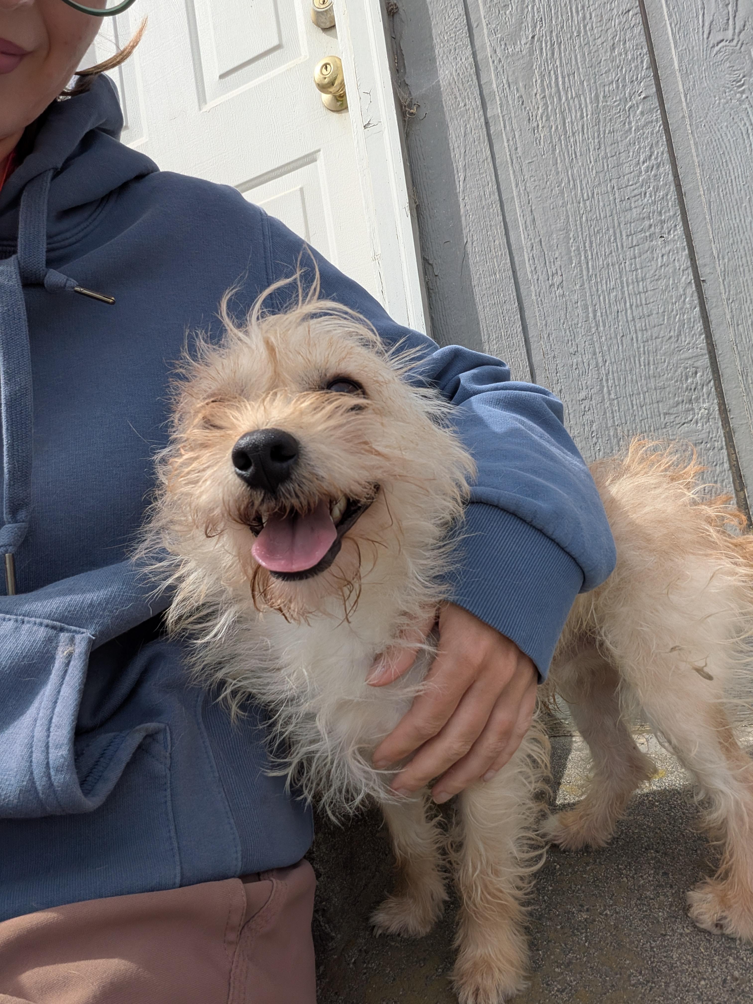 Jack, ADOPTABLE, Adult Male Terrier.
