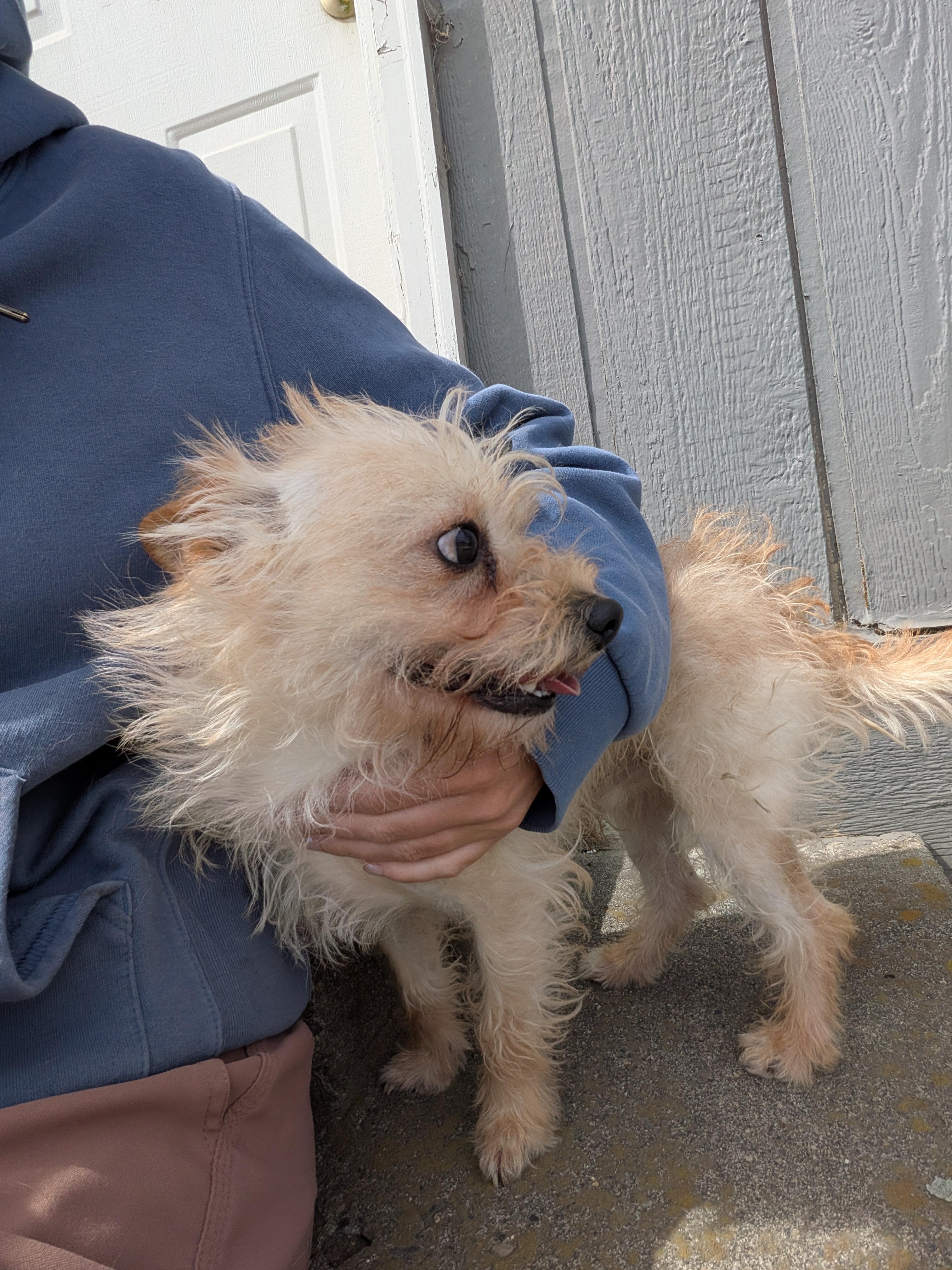 Jack, a ADOPTABLE mixed breed in Hermiston, OR image 3/3