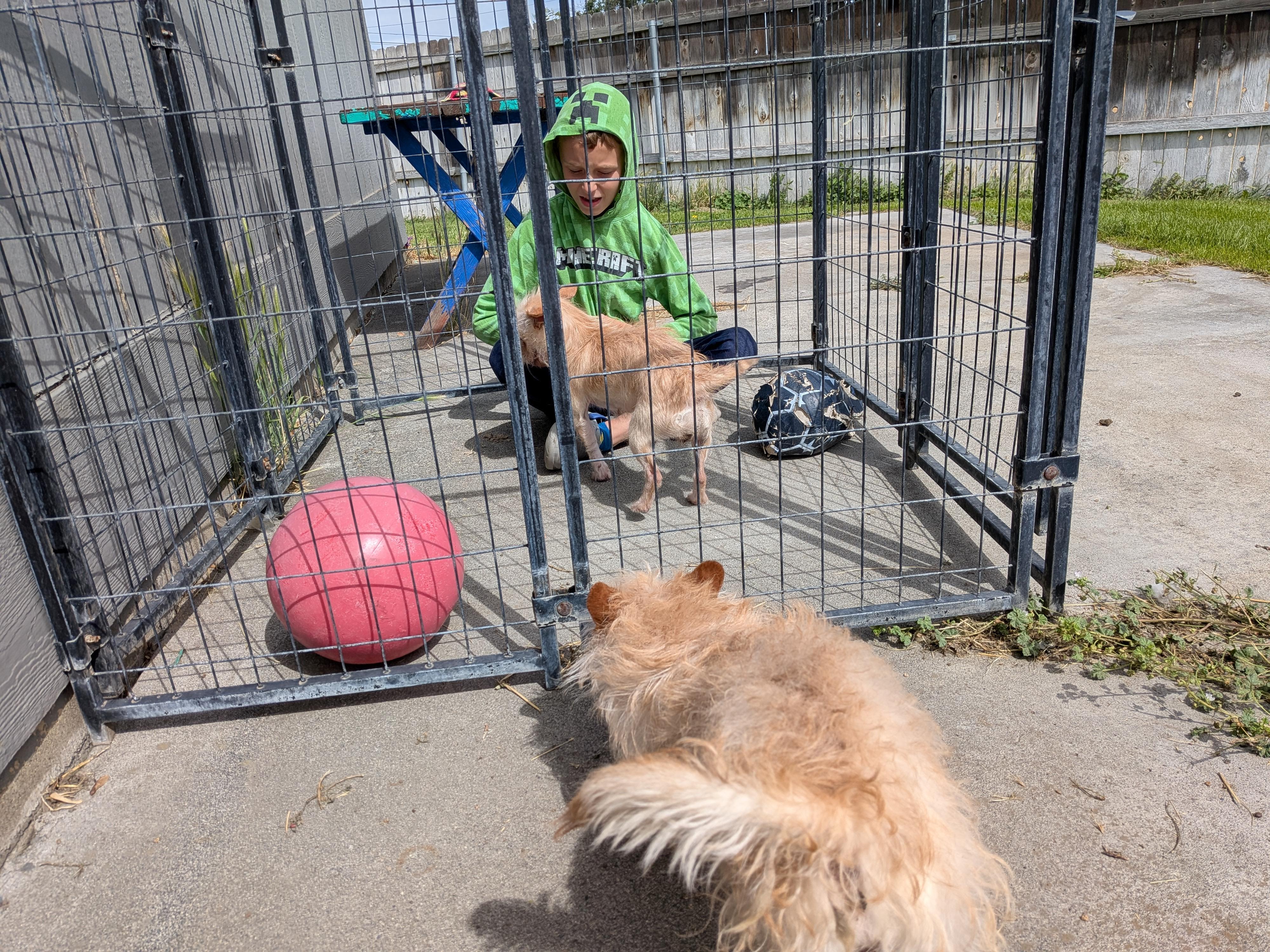 Jack, a ADOPTABLE mixed breed in Hermiston, OR image 2/3