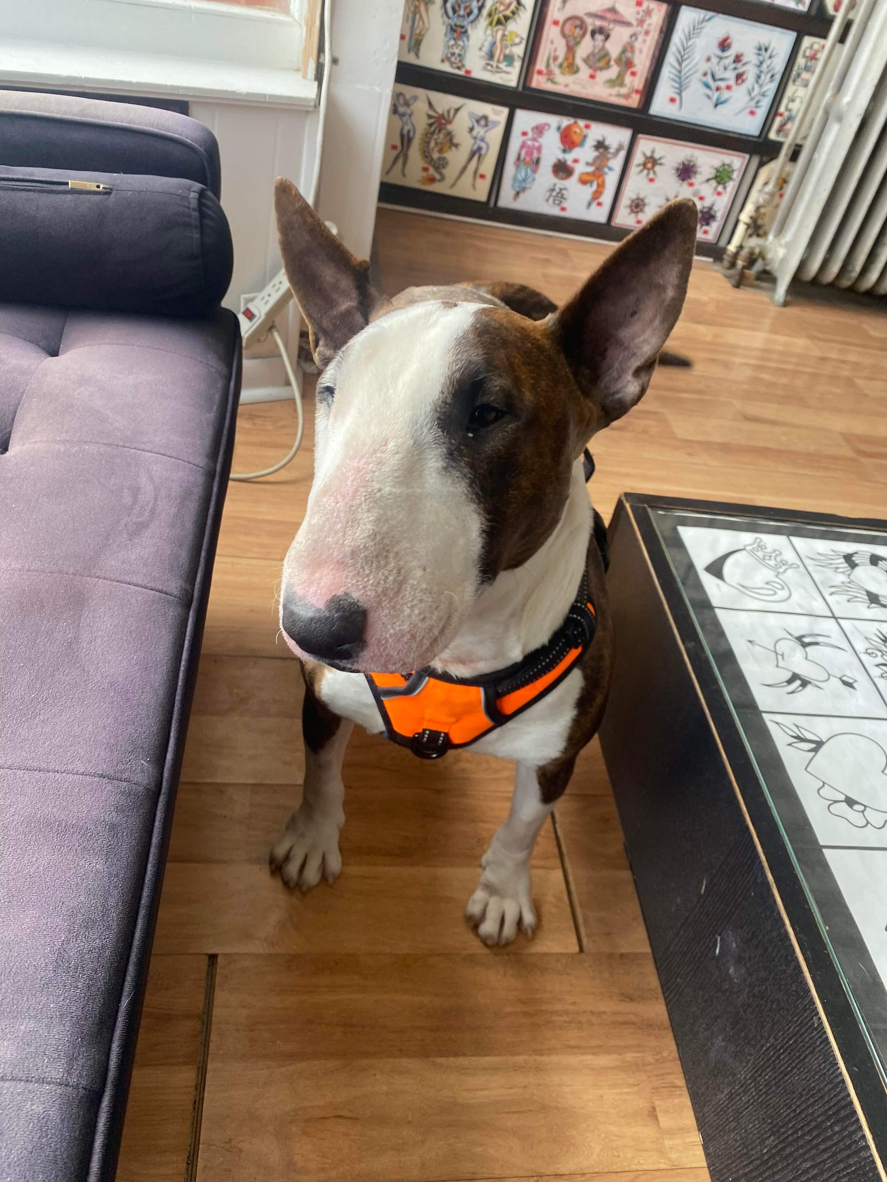 22-078 Sparky, Adopted, Senior Male Bull Terrier.