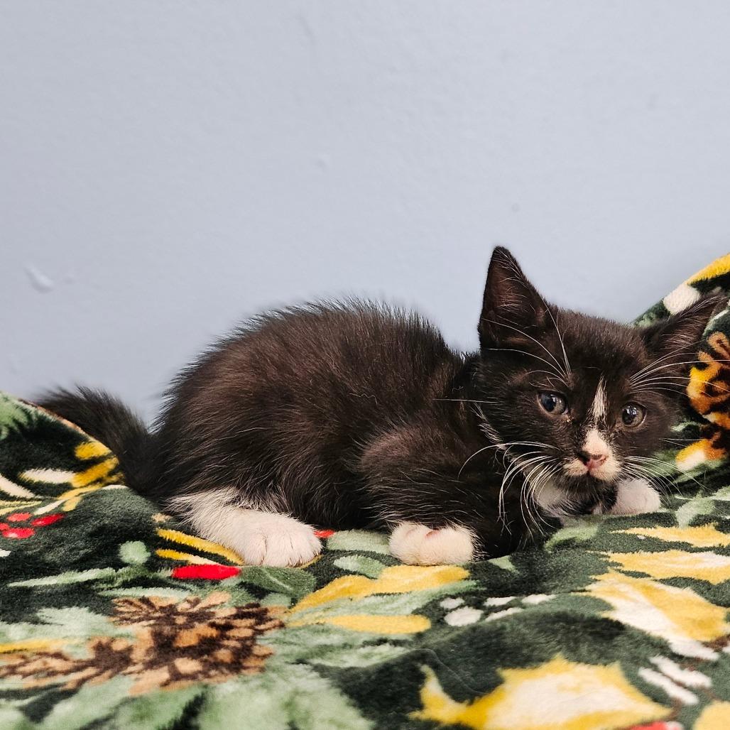 Metallica, Adoptable, Kitten Female Domestic Medium Hair.
