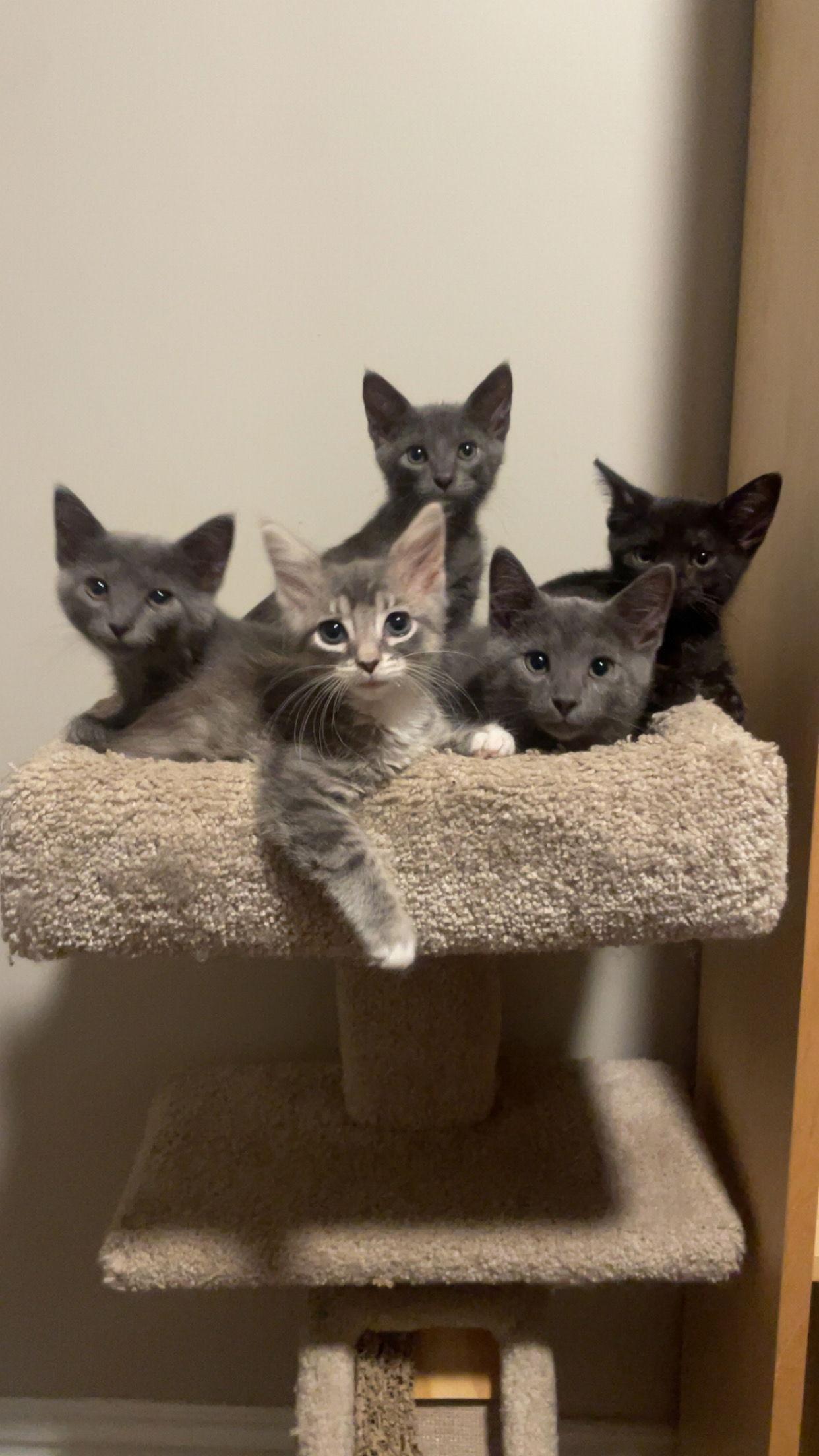 Lil Black, Adoptable, Young Female American Shorthair.