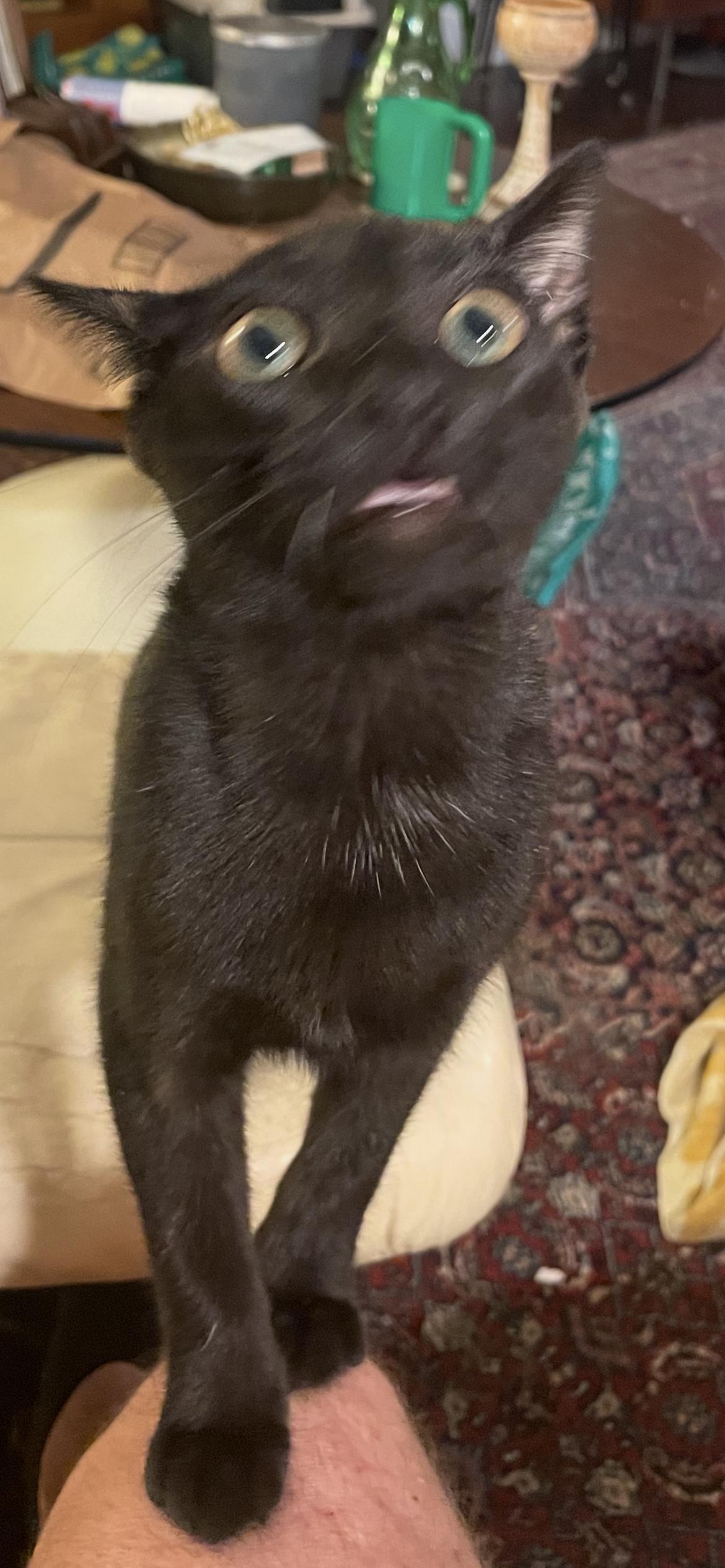 Enlarge Lil Black, a Adoptable American Shorthair in Eureka, MO image 2/3