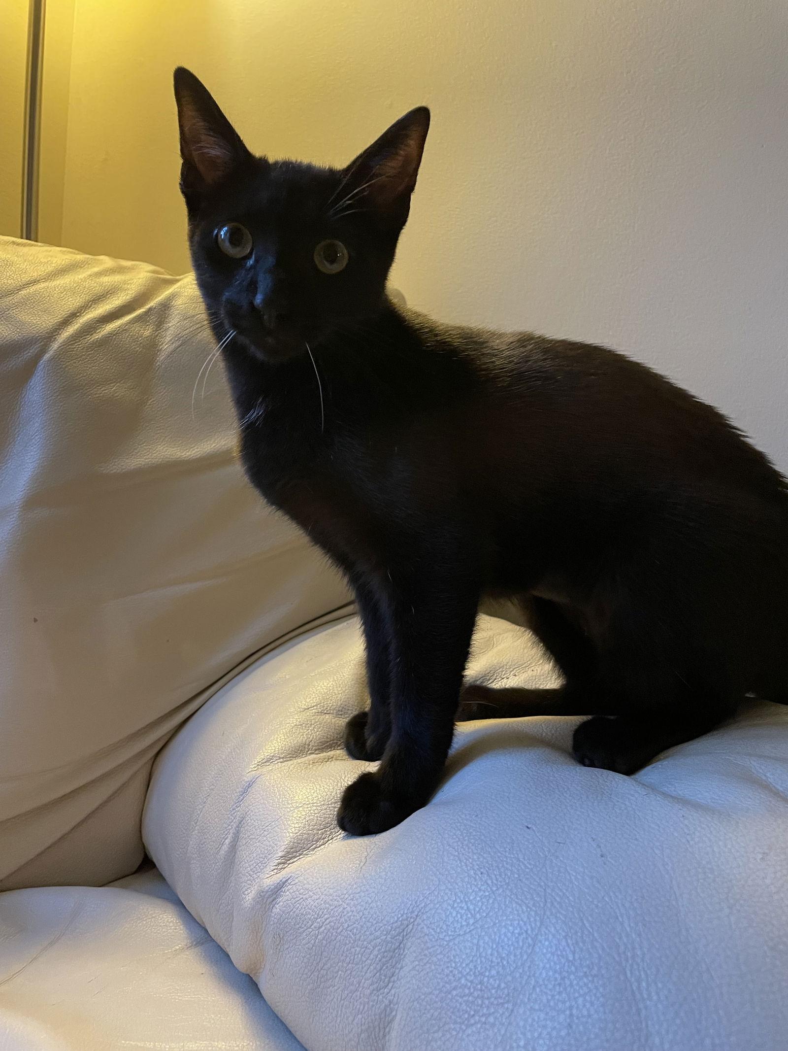 Enlarge Lil Black, a Adoptable American Shorthair in Eureka, MO image 3/3
