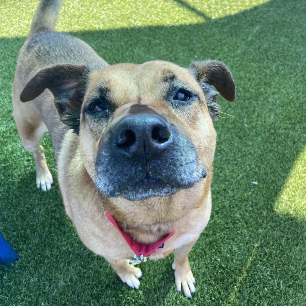 Nahme, a Adoptable Mixed Breed in Pittsburgh, PA image 1/6