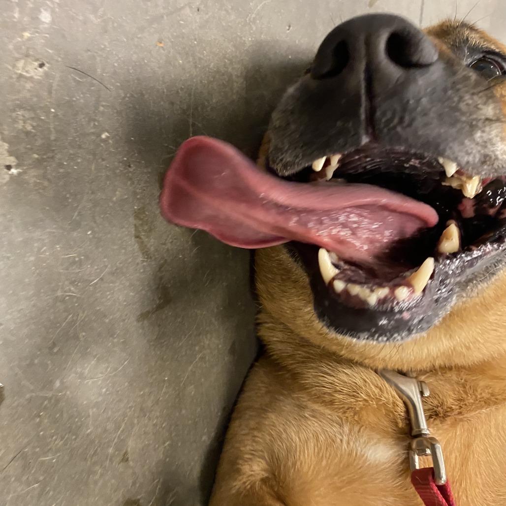 Nahme, a Adoptable Mixed Breed in Pittsburgh, PA image 2/6