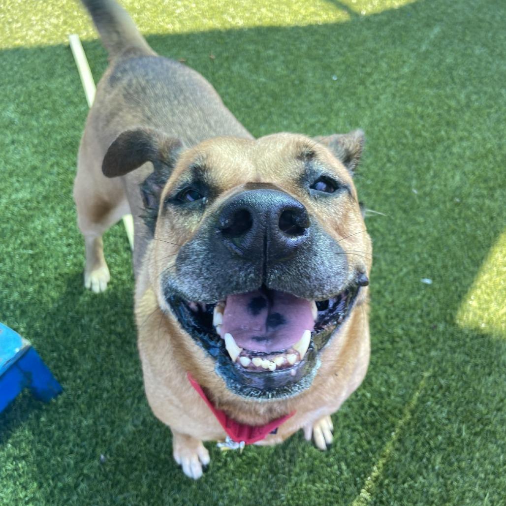 Nahme, a Adoptable Mixed Breed in Pittsburgh, PA image 3/6