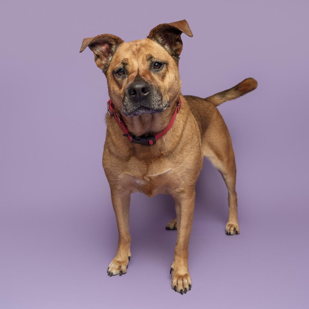 Nahme, a Adoptable Mixed Breed in Pittsburgh, PA image 4/6