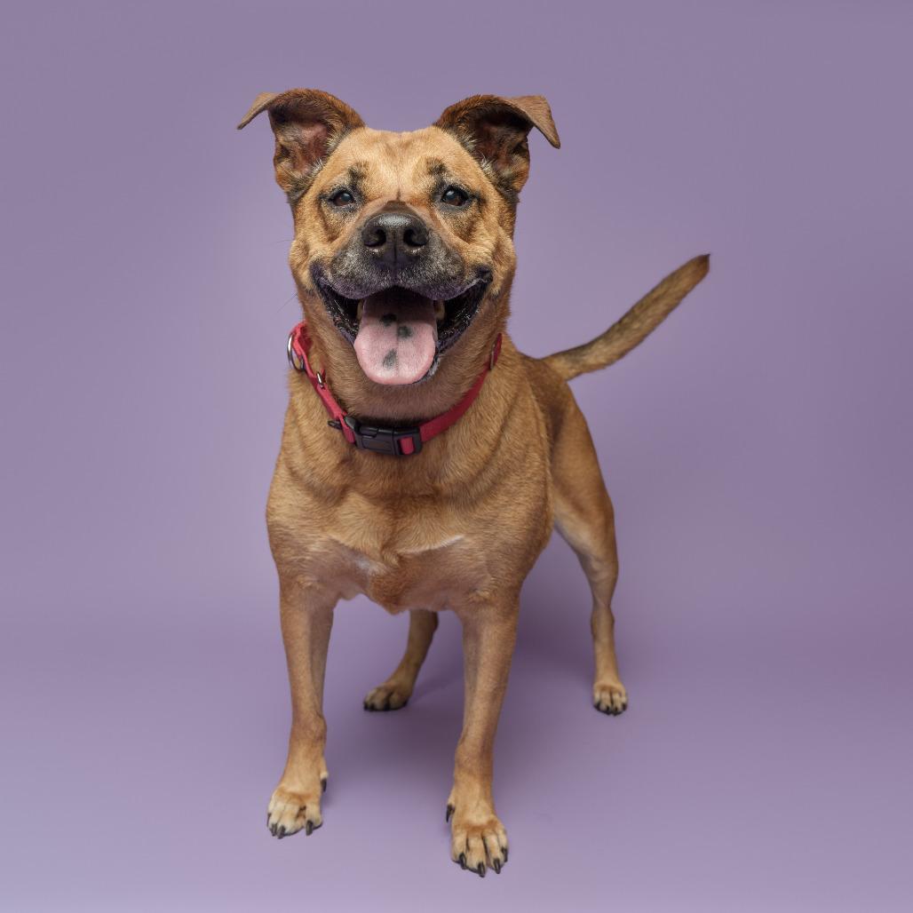 Nahme, a Adoptable Mixed Breed in Pittsburgh, PA image 5/6