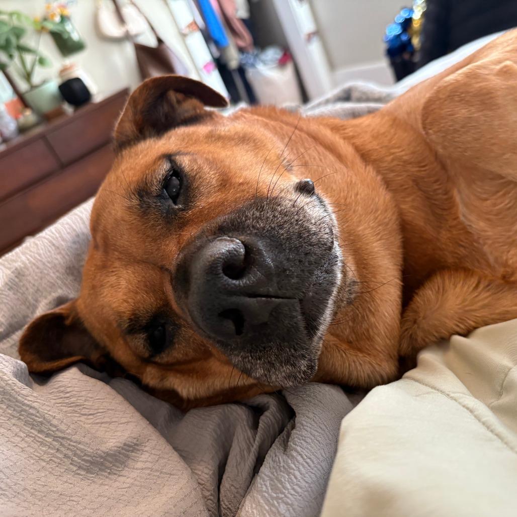 Nahme, a Adoptable Mixed Breed in Pittsburgh, PA image 6/6