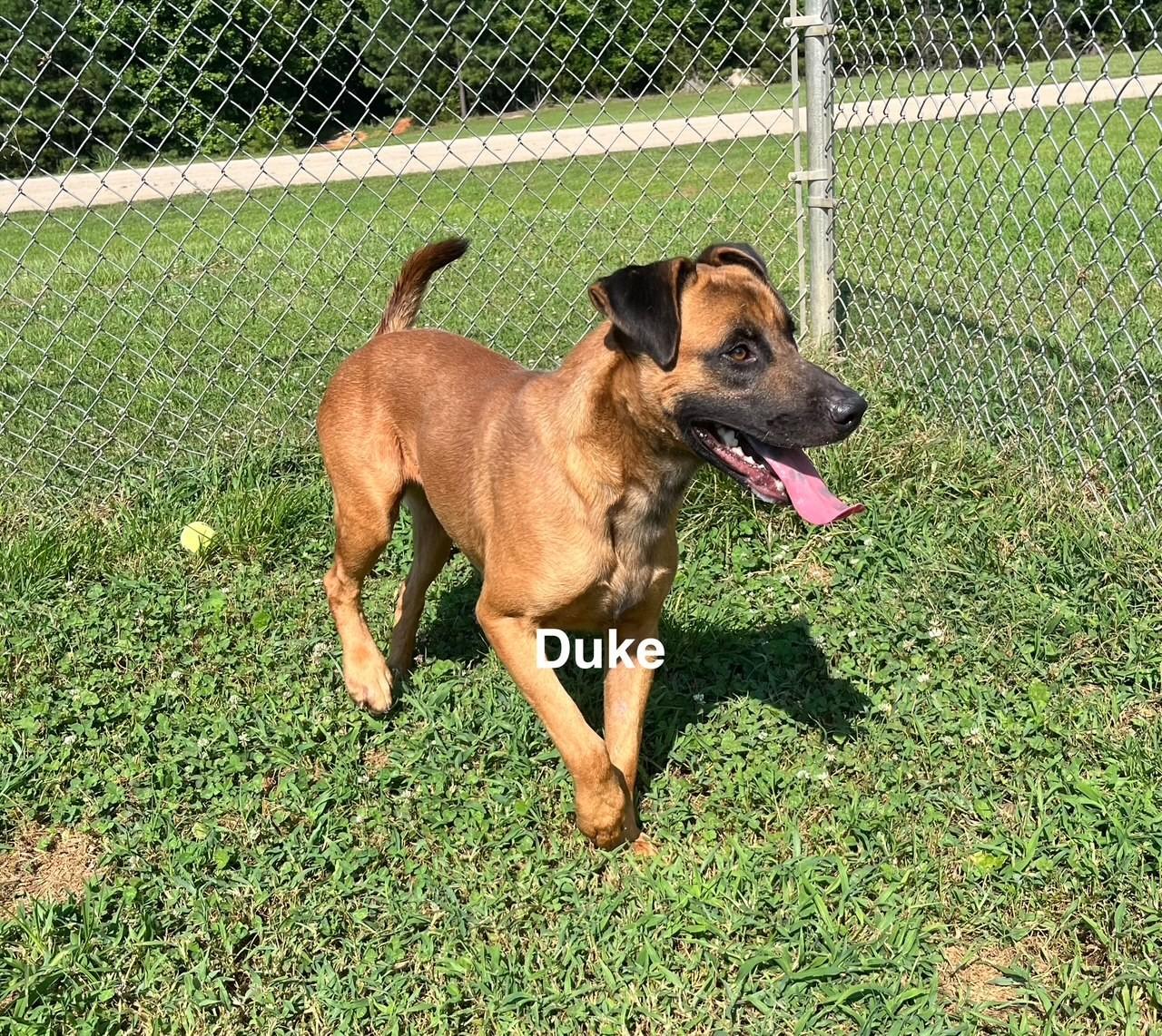 Duke, Adoptable, Young Male Mixed Breed.