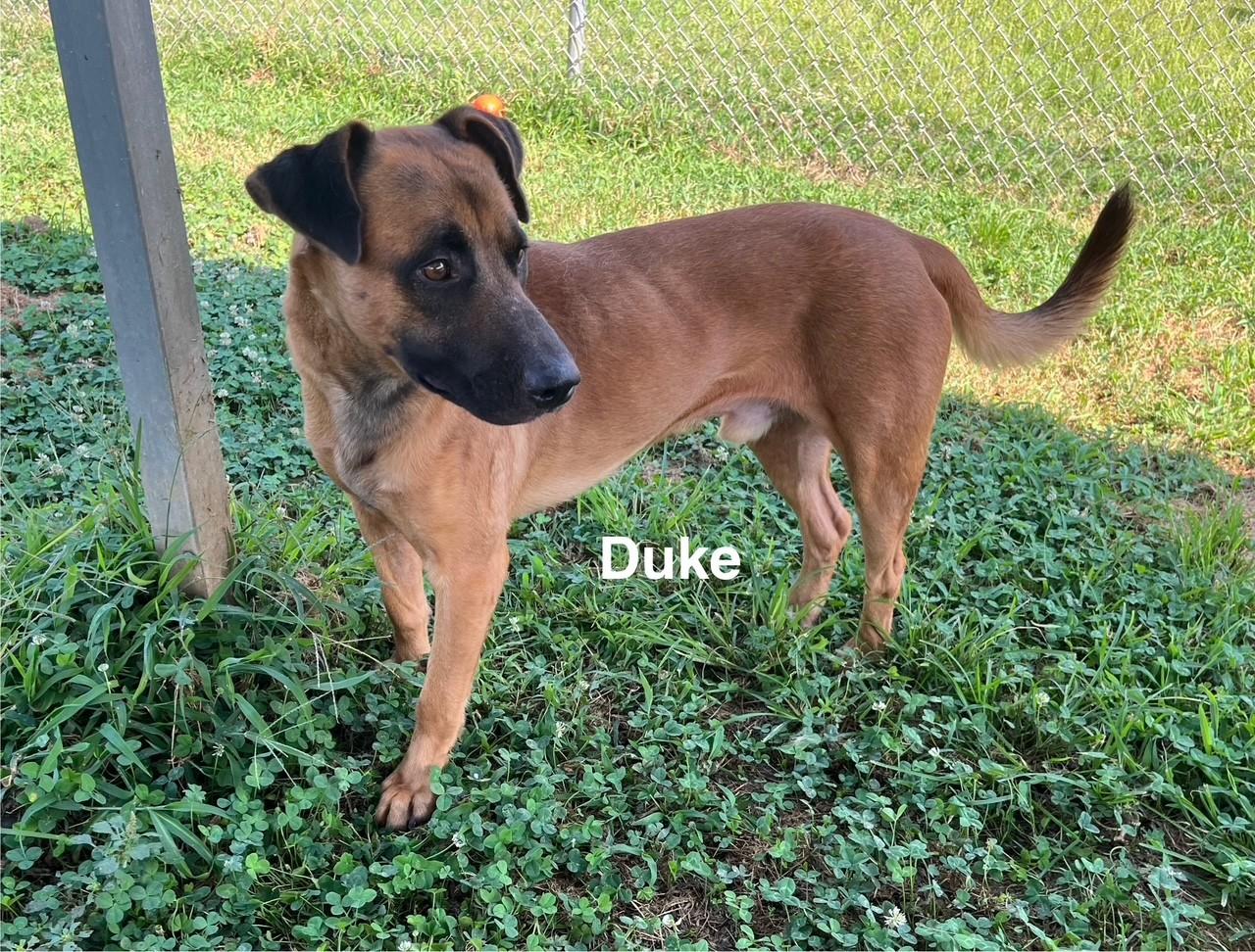Enlarge Duke, a Adoptable Mixed Breed in Newberry, SC image 2/4