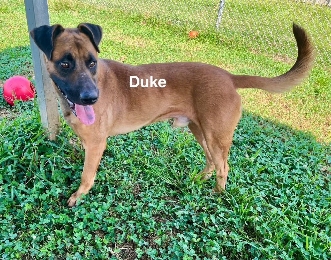 Enlarge Duke, a Adoptable Mixed Breed in Newberry, SC image 3/4