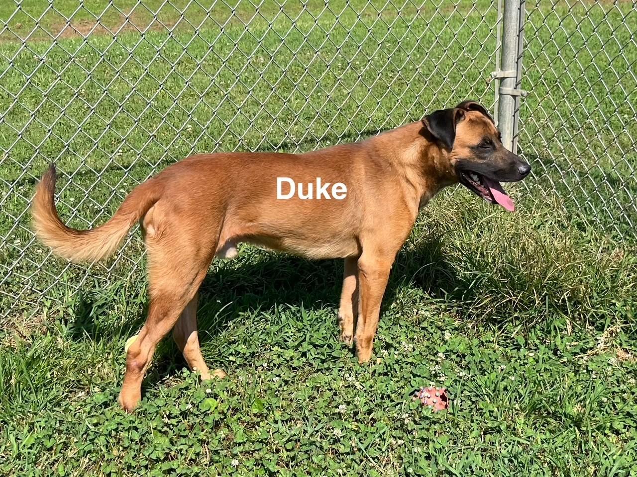 Enlarge Duke, a Adoptable Mixed Breed in Newberry, SC image 4/4