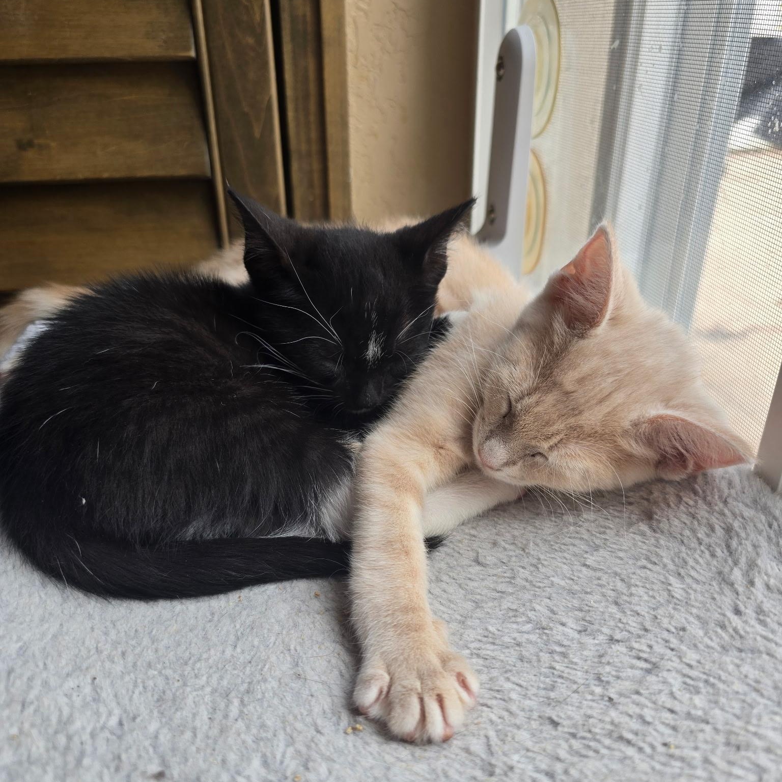 Enlarge Canela & Litzy, a ADOPTABLE Domestic Short Hair in Boston, MA image 3/6