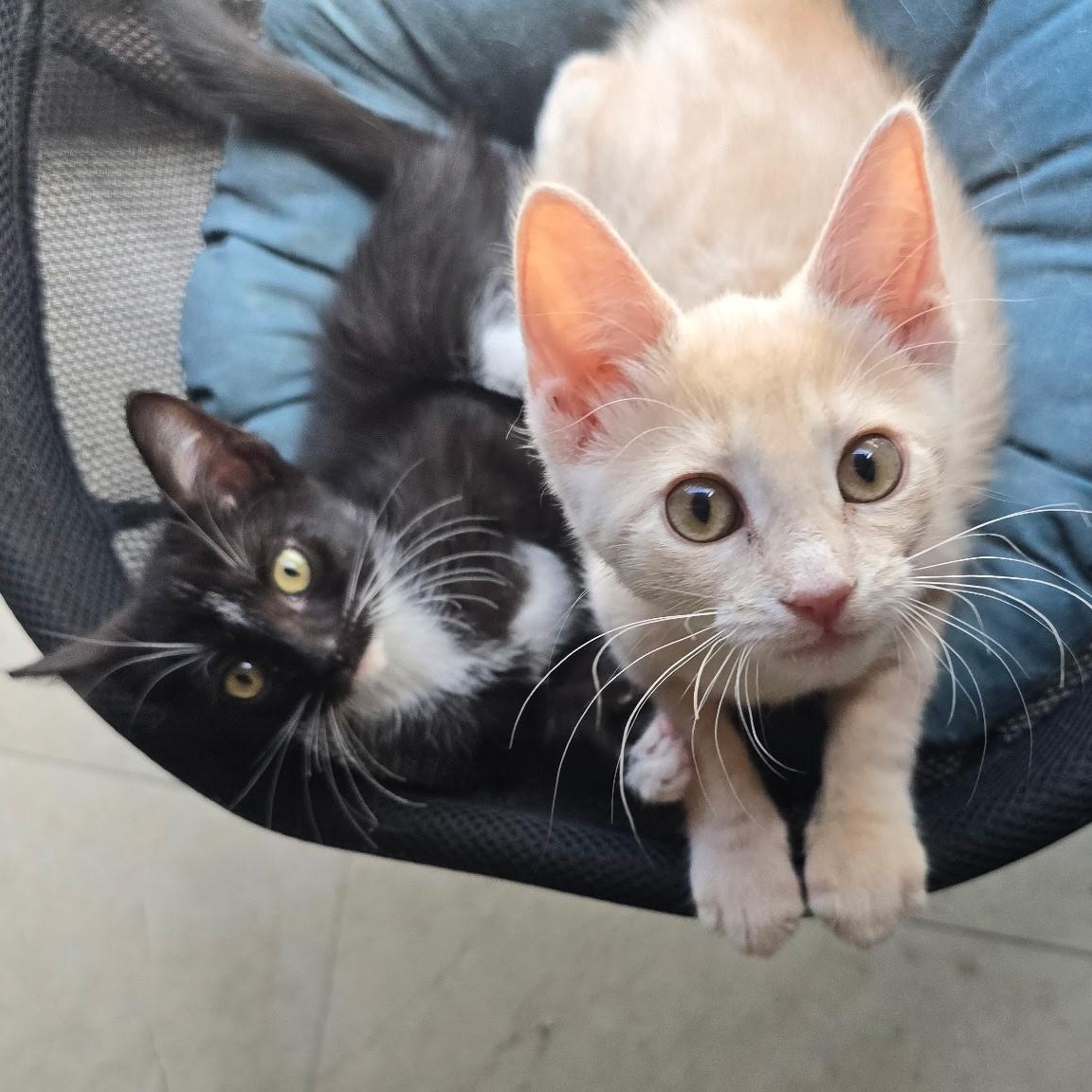 Enlarge Canela & Litzy, a ADOPTABLE Domestic Short Hair in Boston, MA image 4/6