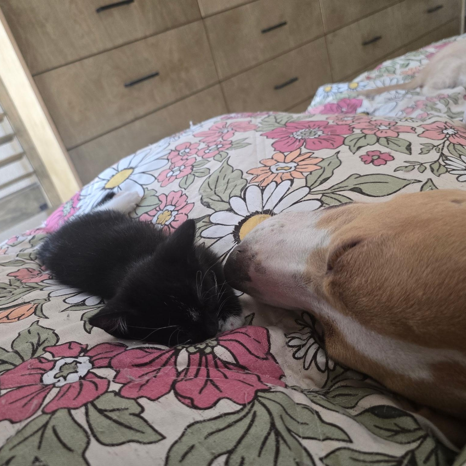 Enlarge Canela & Litzy, a ADOPTABLE Domestic Short Hair in Boston, MA image 6/6