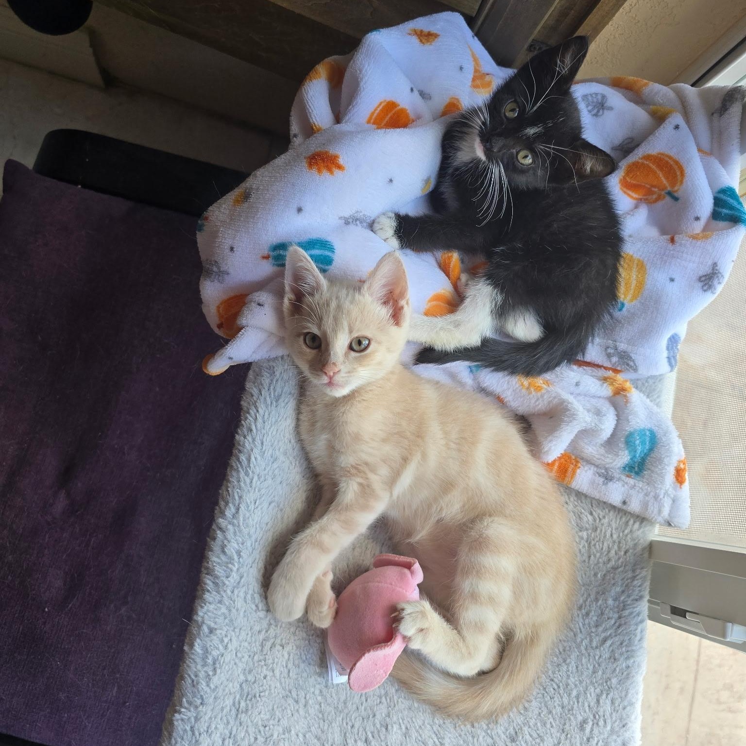 Enlarge Canela & Litzy, a ADOPTABLE Domestic Short Hair in Boston, MA image 5/6