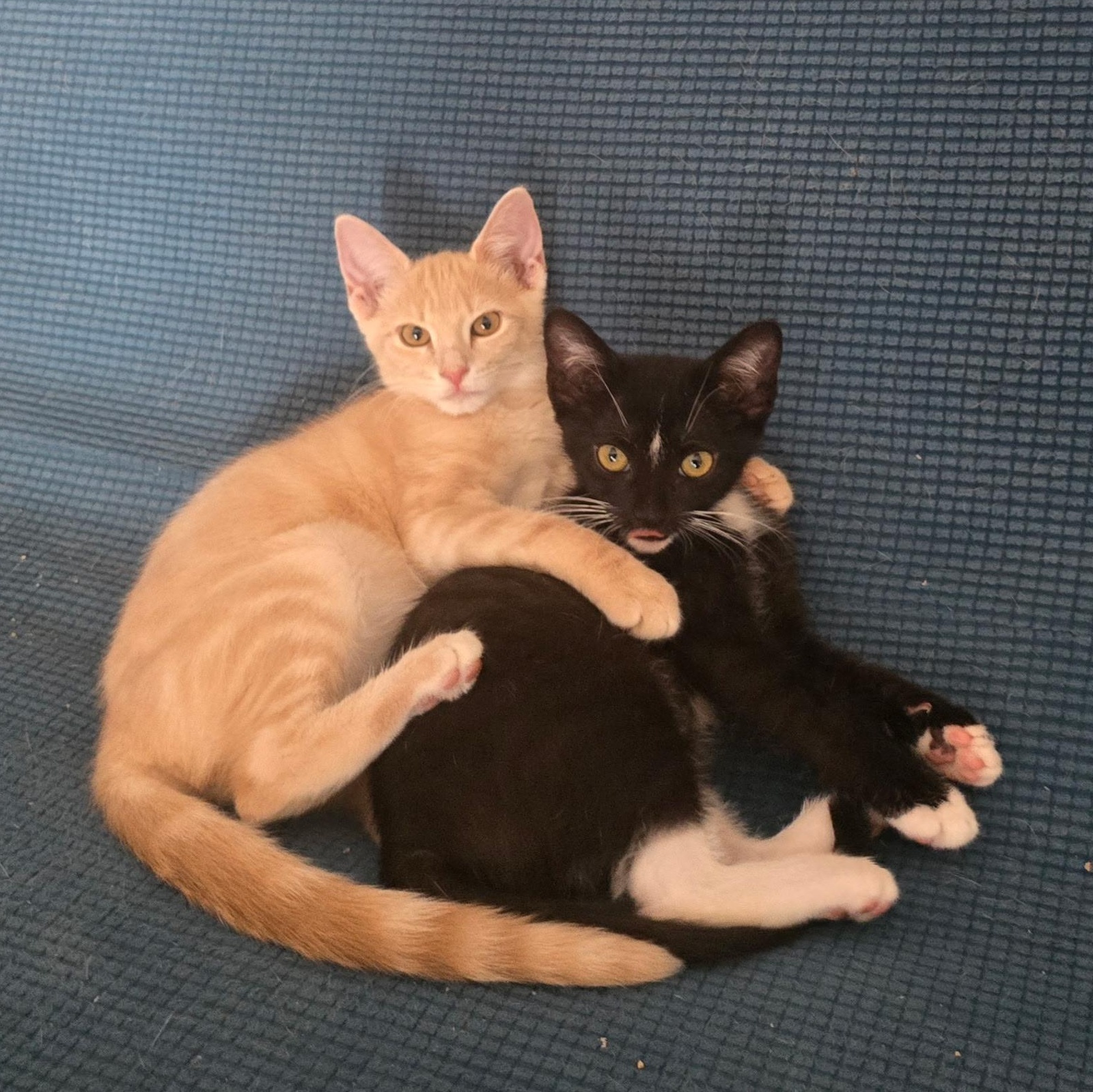 Canela & Litzy, ADOPTABLE, Kitten Female Domestic Short Hair.