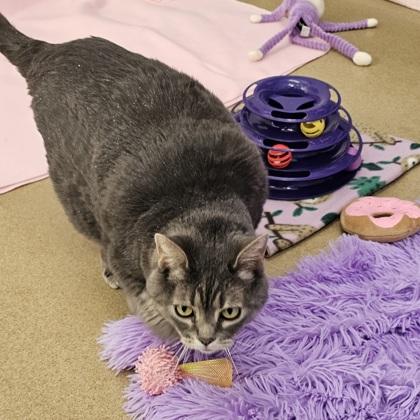 Kitty, Adoptable, Adult Female Domestic Short Hair & Domestic Short Hair.