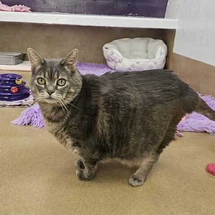 Kitty, a Adoptable mixed breed in Scotia, NY image 2/2