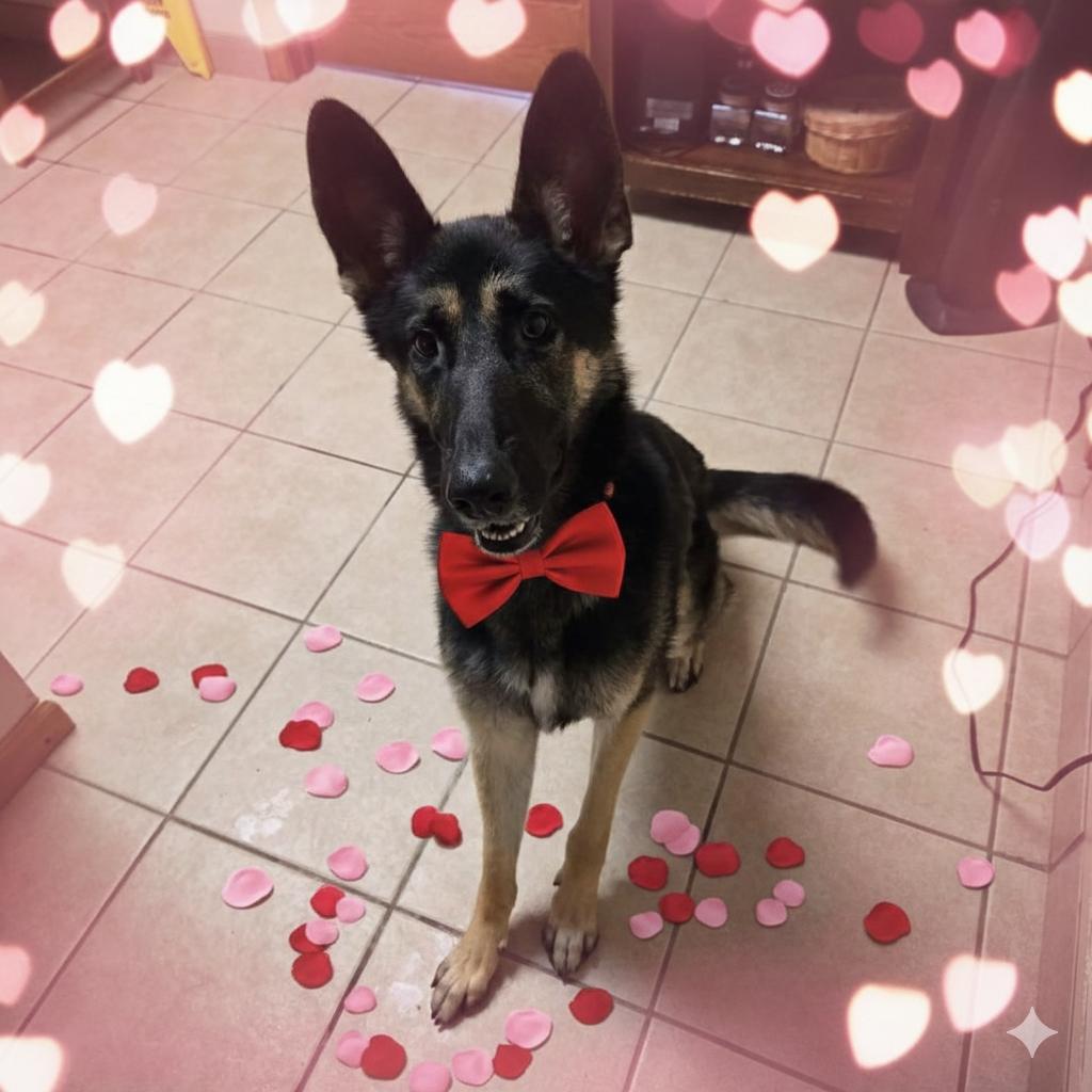 Draco, Adoptable, Young Male German Shepherd Dog.