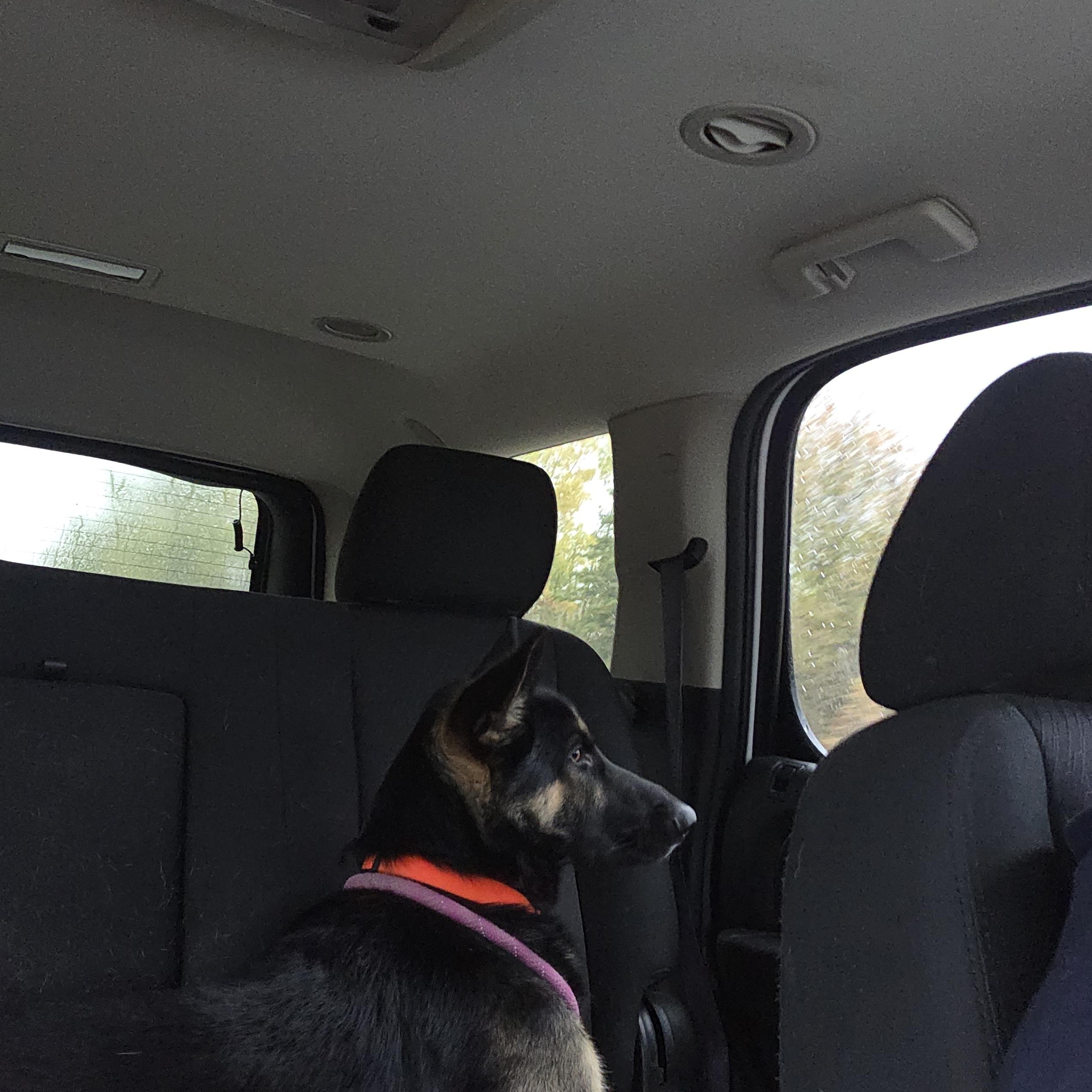 Draco, a Adoptable German Shepherd Dog in West Branch, MI image 2/3