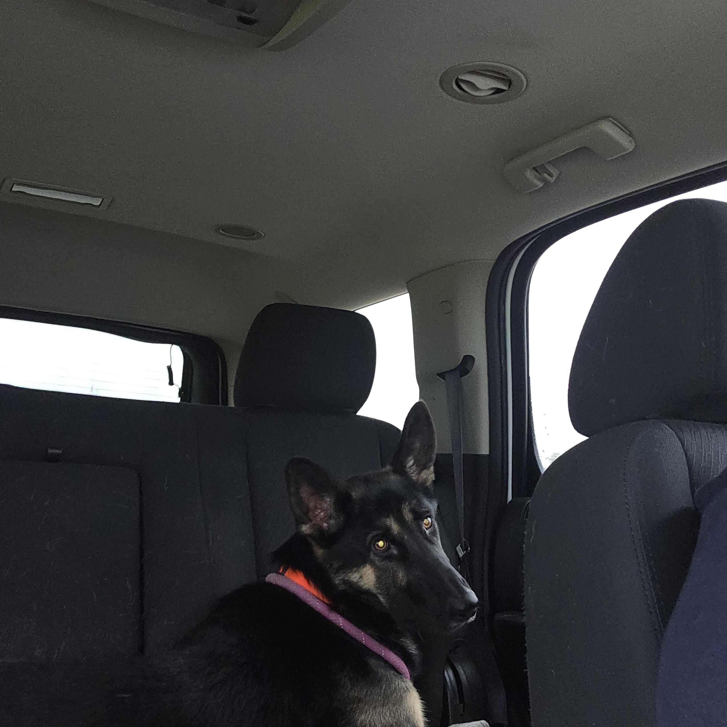 Draco, a Adoptable German Shepherd Dog in West Branch, MI image 3/3