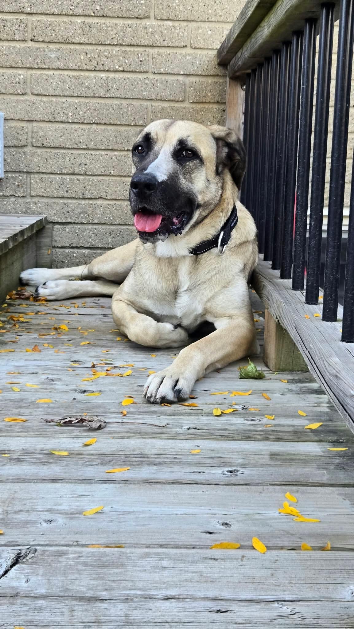 Lily, Adoptable, Adult Female Anatolian Shepherd.