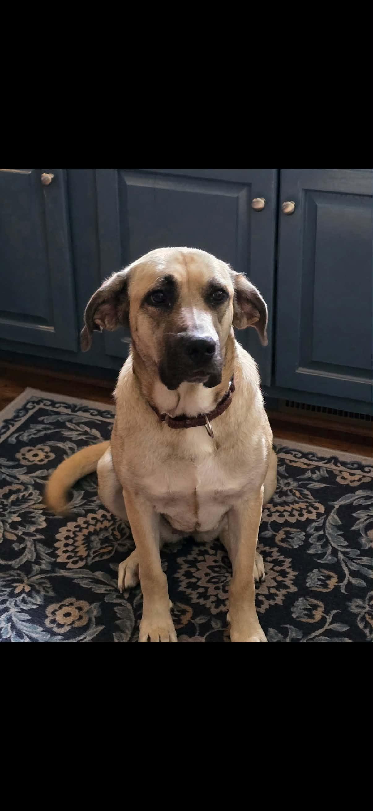 Enlarge Lily, a Adoptable Anatolian Shepherd in Sarnia, ON image 3/5