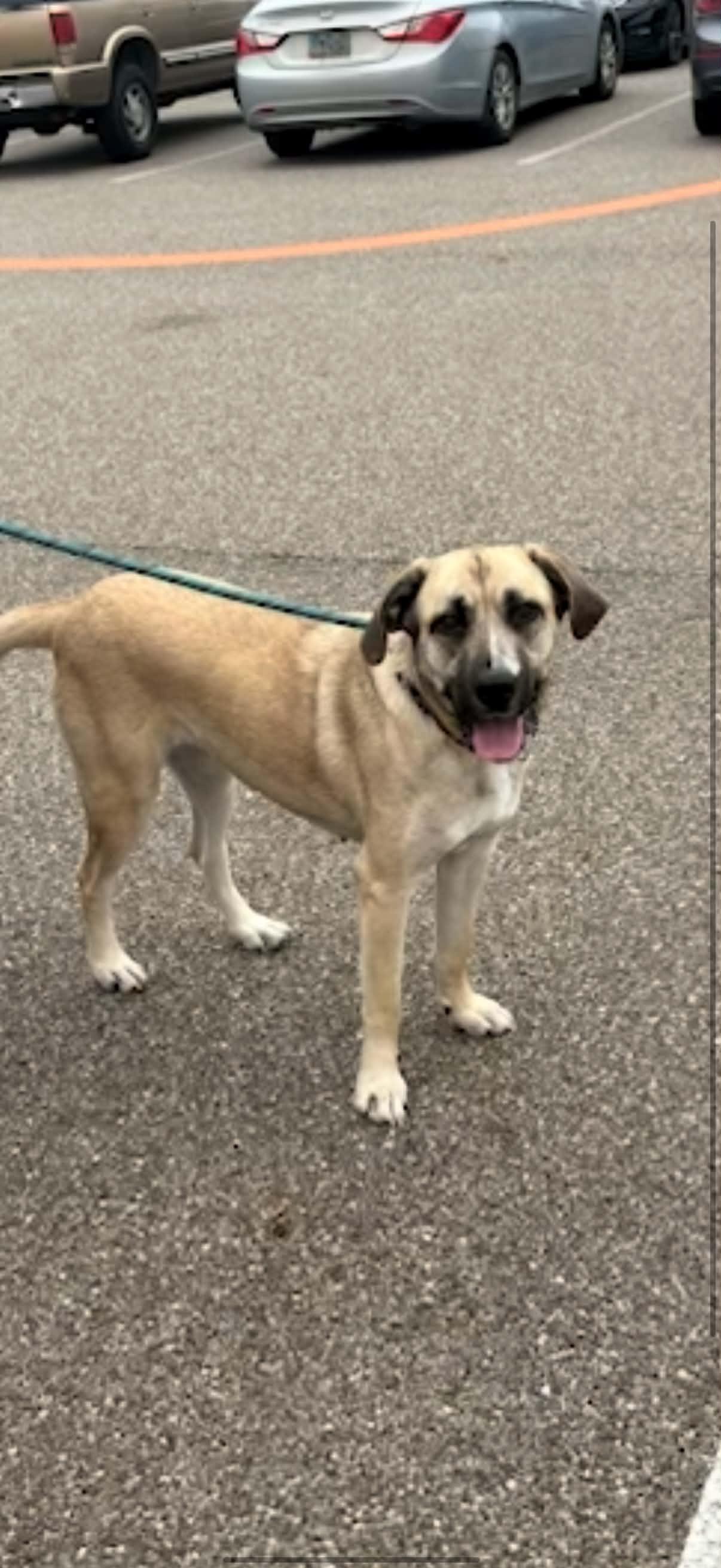 Enlarge Lily, a Adoptable Anatolian Shepherd in Sarnia, ON image 5/5