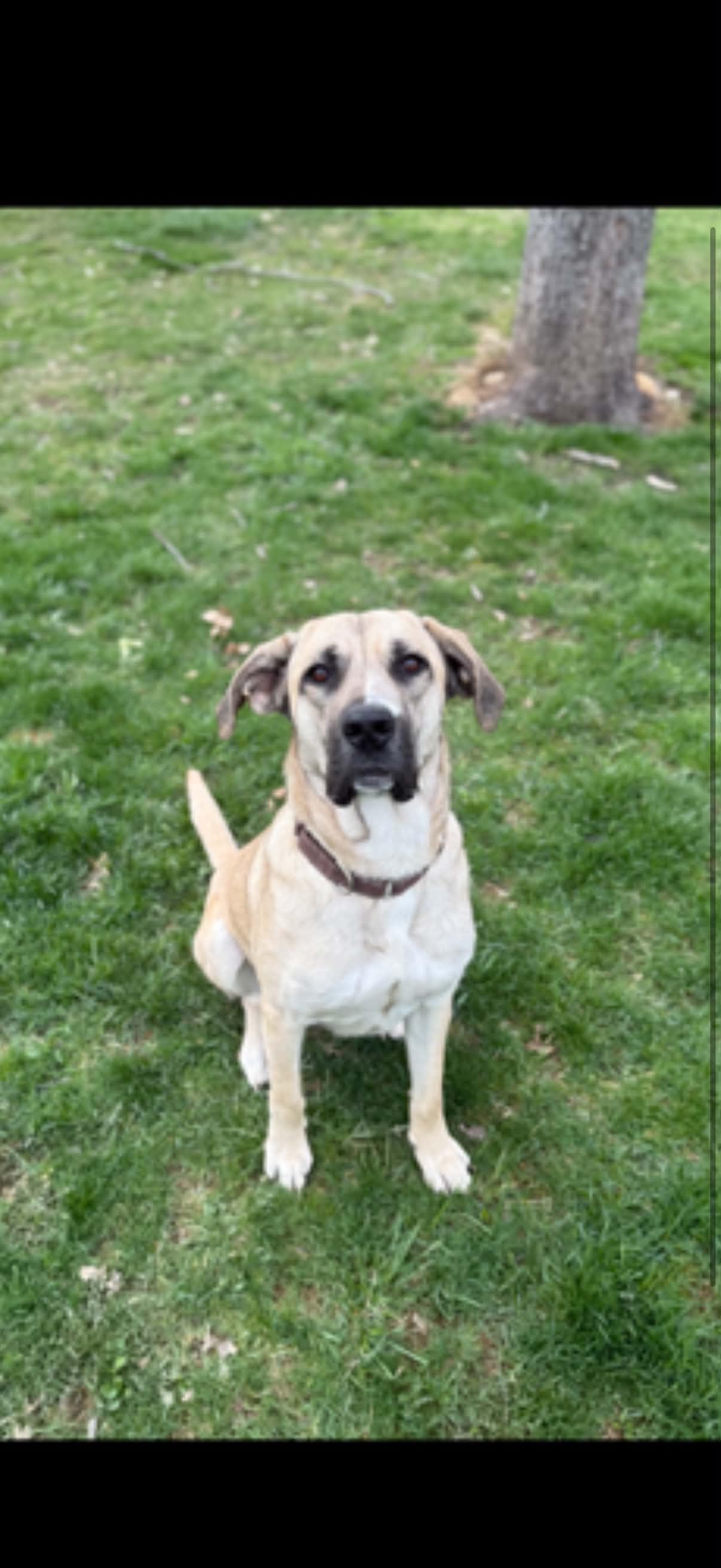 Enlarge Lily, a Adoptable Anatolian Shepherd in Sarnia, ON image 2/5