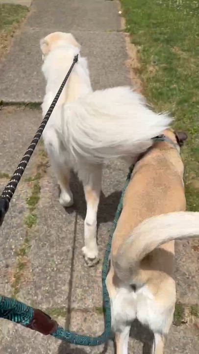 Enlarge Lily, a Adoptable Anatolian Shepherd in Sarnia, ON video 4/5