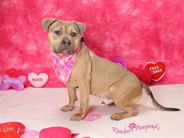 Enlarge JUNIOR, a Adoptable mixed breed in Omaha, NE image 1/1