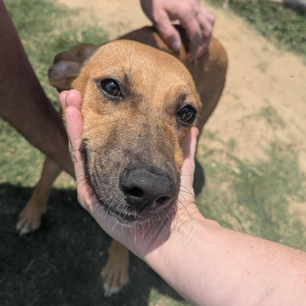 MAVIS Available NOW - ADOPTION or RESCUE!, Adoptable, Young Female Mixed Breed.