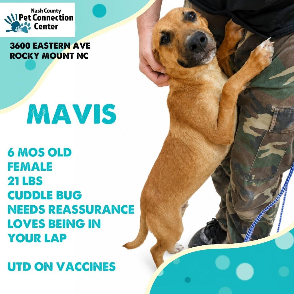 MAVIS Available NOW - ADOPTION or RESCUE!, a Adoptable Mixed Breed in Nashville, NC image 2/4