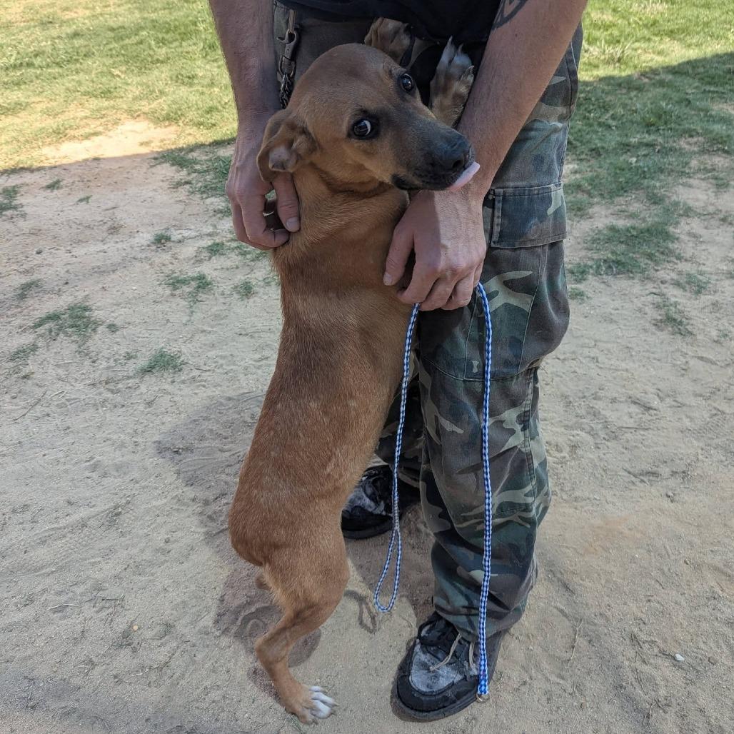 MAVIS Available NOW - ADOPTION or RESCUE!, a Adoptable Mixed Breed in Nashville, NC image 3/4
