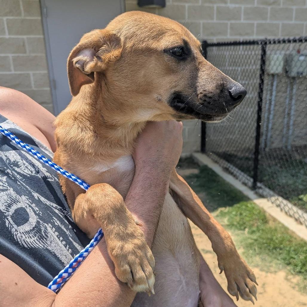 MAVIS Available NOW - ADOPTION or RESCUE!, a Adoptable Mixed Breed in Nashville, NC image 4/4