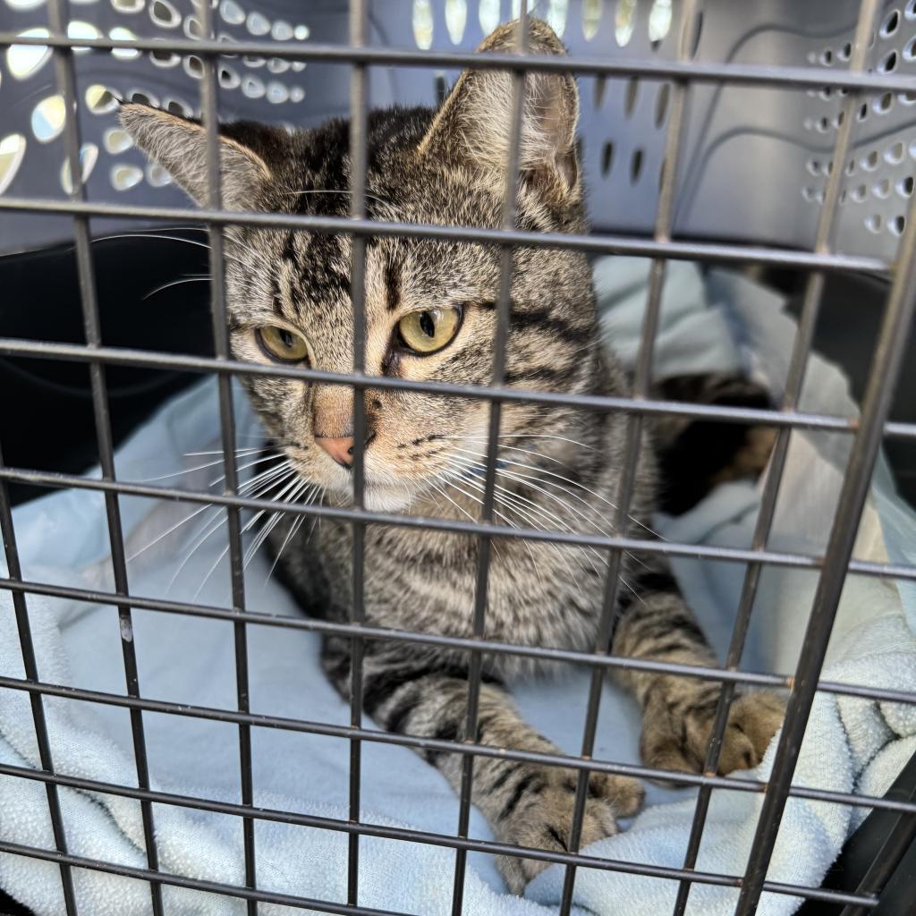 Enlarge Cane, a Adoptable Extra-Toes Cat / Hemingway Polydactyl in Miami, FL image 1/3