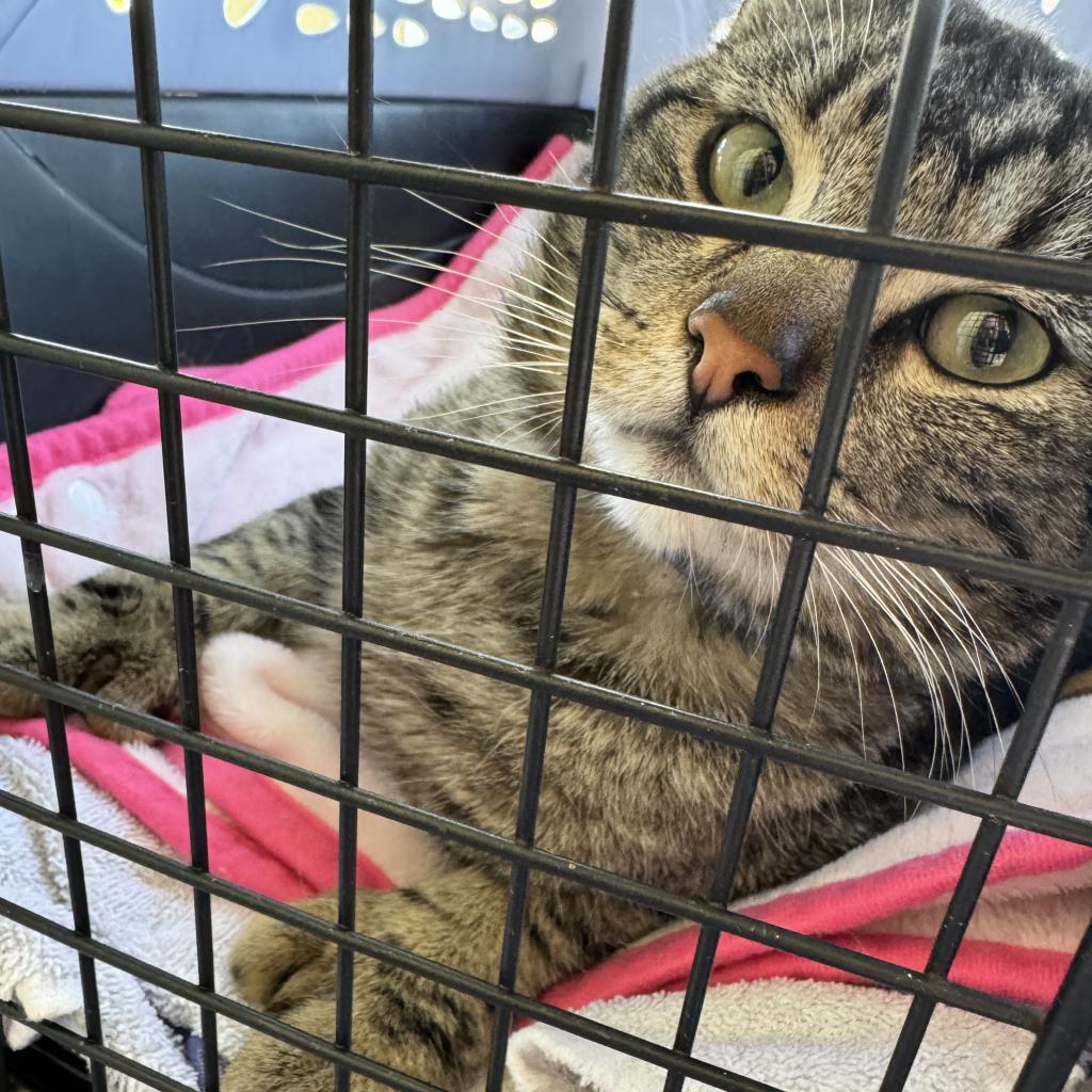 Enlarge Cane, a Adoptable Extra-Toes Cat / Hemingway Polydactyl in Miami, FL image 2/3