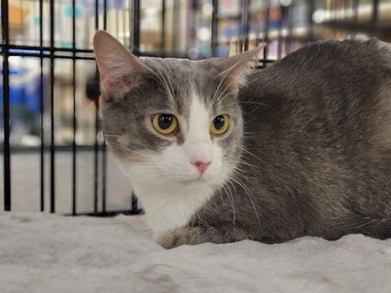 Jojo, Adoptable, Young Female Domestic Short Hair.