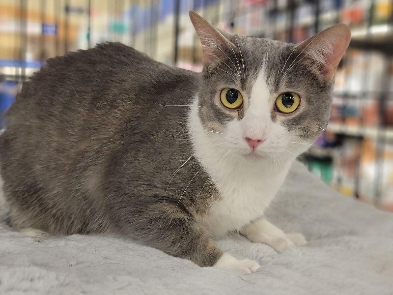 Jojo, a Adoptable Domestic Short Hair in Niles, MI image 2/6