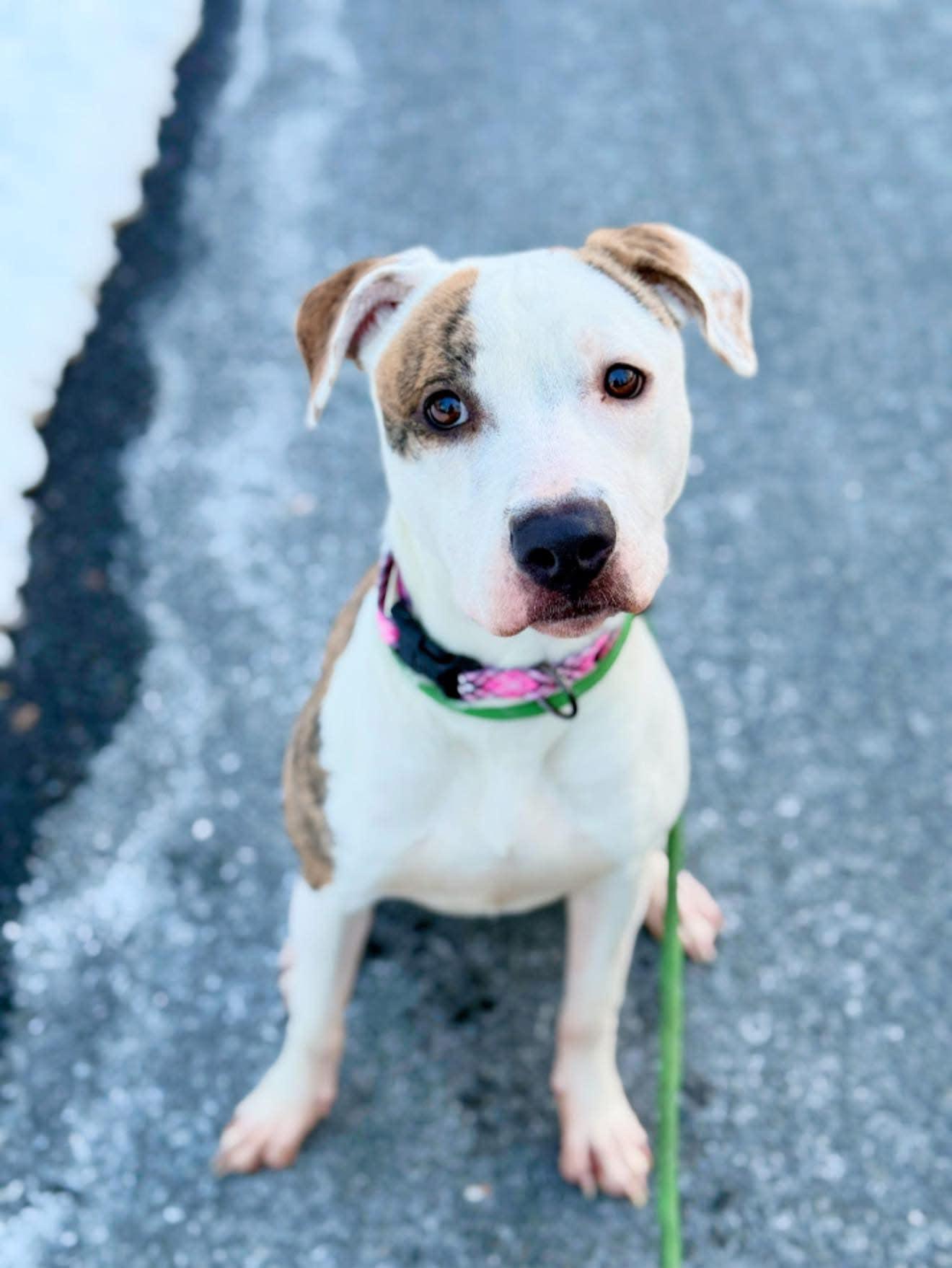 Elodie, Adoptable, Adult Female Pit Bull Terrier.