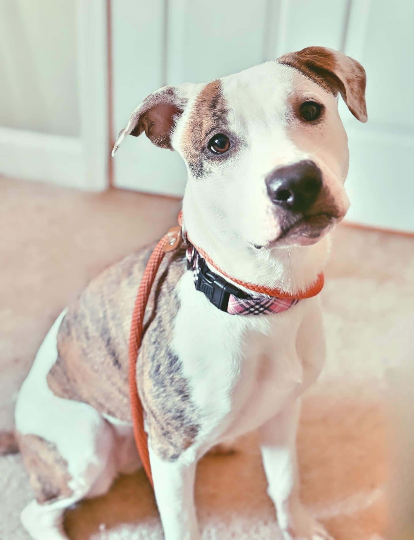 Enlarge Elodie, a Adoptable mixed breed in Perkasie, PA image 2/6