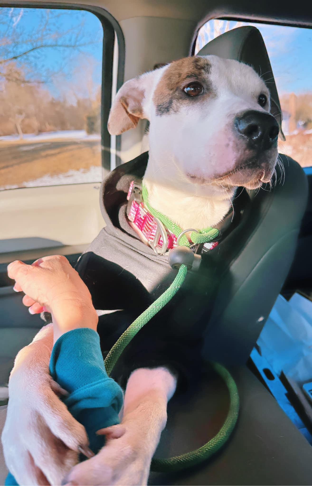 Enlarge Elodie, a Adoptable mixed breed in Perkasie, PA image 3/6