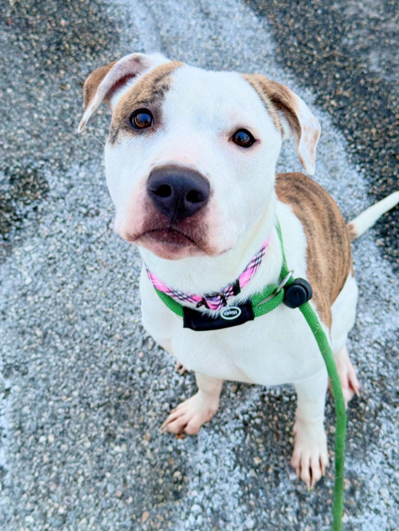 Enlarge Elodie, a Adoptable mixed breed in Perkasie, PA image 4/6