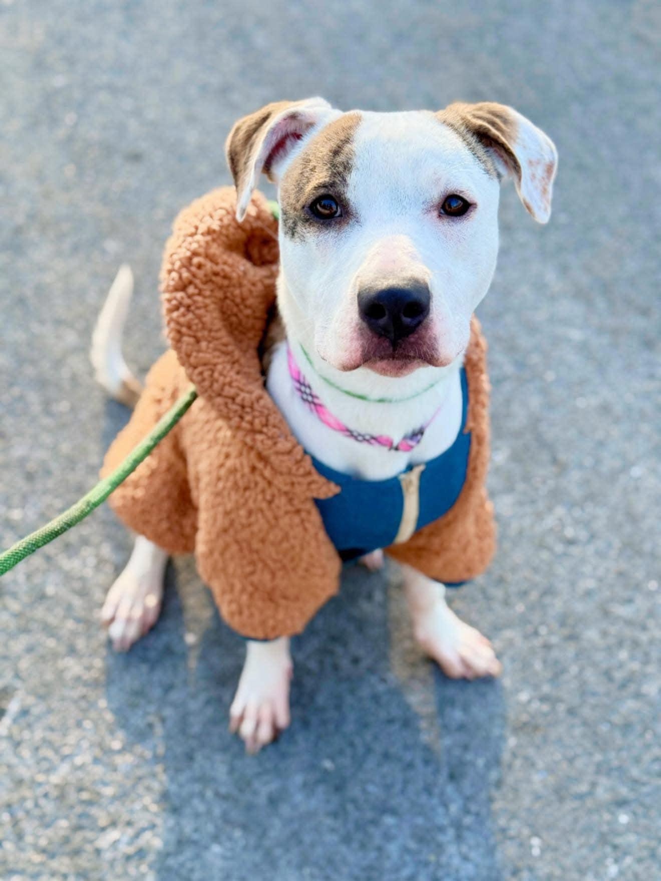 Enlarge Elodie, a Adoptable mixed breed in Perkasie, PA image 5/6