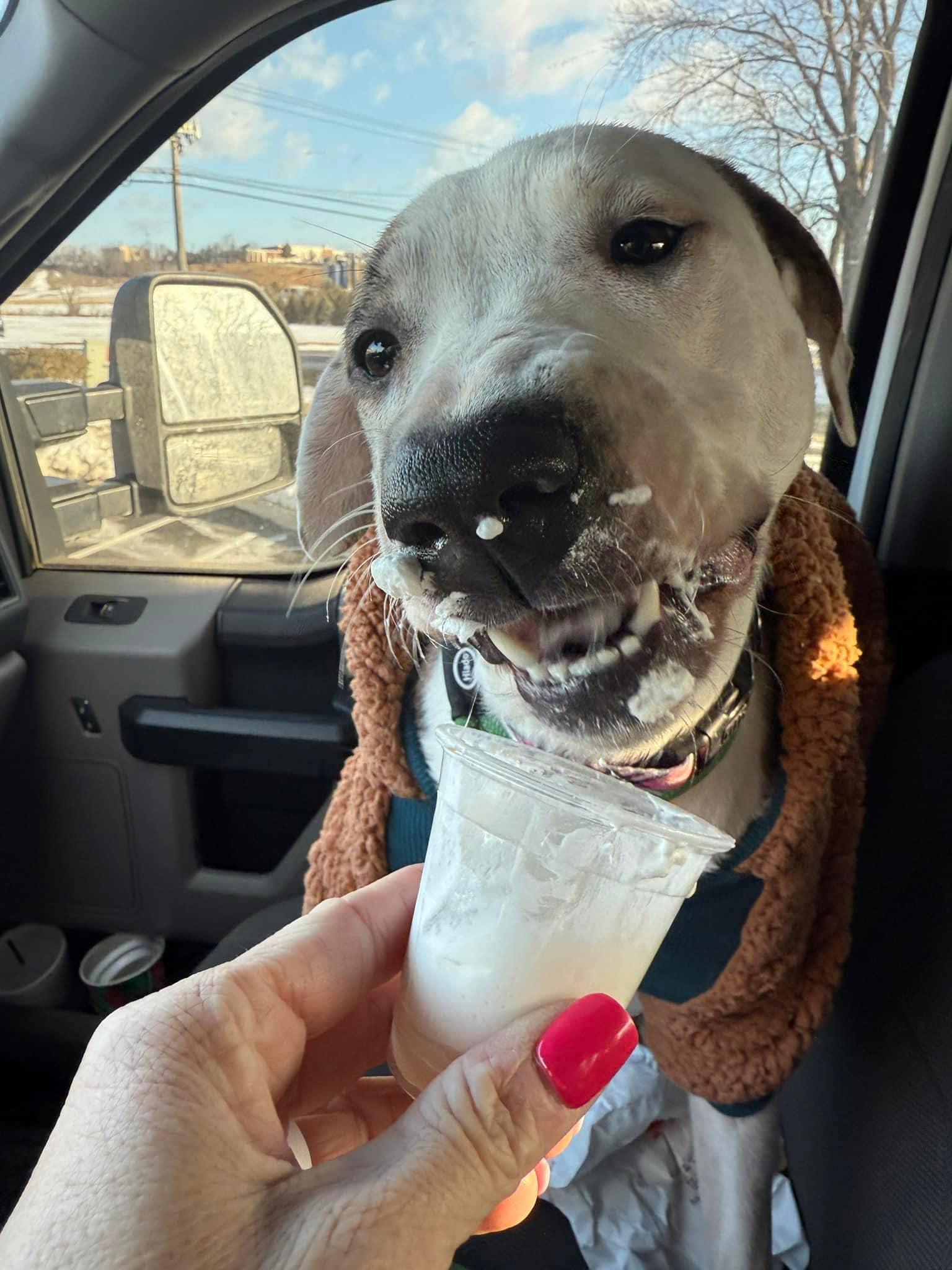 Enlarge Elodie, a Adoptable mixed breed in Perkasie, PA image 6/6